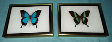 Lot mounted swallowtail for sale  Mills River