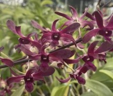 Den. hawaiian punch for sale  Bogalusa