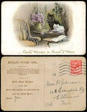 Cat kitten cats for sale Cat kitten cats for sale  UK