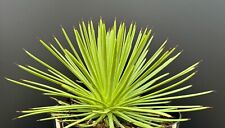 Agave stricta nana for sale  Marana