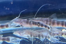 Live tropical fish for sale  New York