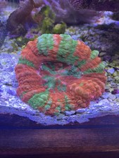 Bec ultra bleeding for sale  Mesa