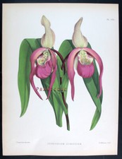 1881 j.n. fitch usato  Urbino