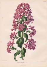 Lunaria biennis silberblatt gebraucht kaufen  Seubersdorf
