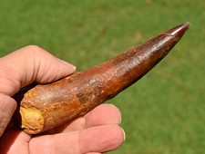 Massive spinosaurus tooth for sale  Scottsdale