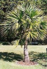 Kleinste winterharte palme gebraucht kaufen  Kaiserslautern