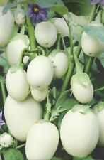 White beauty bowling for sale  DAGENHAM