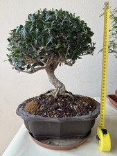 Bonsai olivastro usato  Trescore Balneario