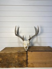 Deer european mount for sale  Dubois
