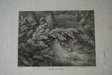 Howitt gravure xviii d'occasion  Périgueux