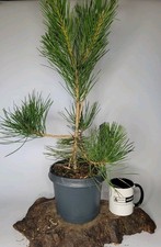 Japanese black pine for sale  ELGIN