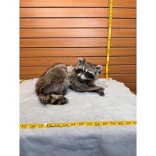 Fhcoon1 raccoon taxidermy for sale  Hill City