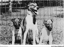Ailp7 0676 dog d'occasion  Expédié en Belgium