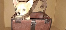 Gartenfigur hund tasche gebraucht kaufen  Königs Wusterhausen