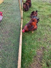 Gold laced wyandottes for sale  BURNLEY