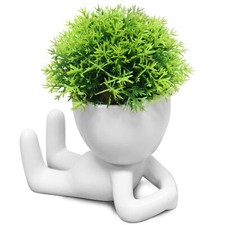 Mini succulent plant for sale  Joliet