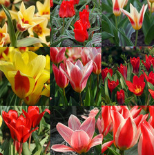 Tulip bulbs dwarf for sale Tulip bulbs dwarf for sale  WISBECH
