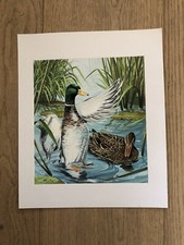 Riginal bild enten gebraucht kaufen  Stuttgart