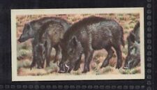 INDIAN WILD PIG - 60 + ano de idade cartão comercial inglês # 47 comprar usado  Enviando para Brazil