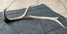 Hirschgeweih abwurfstange natu gebraucht kaufen  Köln