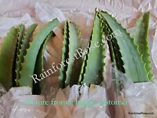 Tip cut leaves for sale  Milpitas