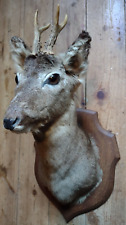 Taxidermy roe deer for sale  HASTINGS