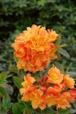 Rhododendron luteum csardas gebraucht kaufen  Westerstede