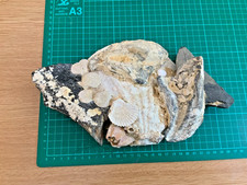 Rare megalodon tooth for sale  HASTINGS