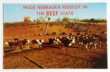 Beef state cattle for sale  Saint Petersburg