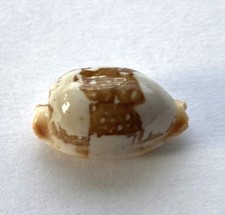 Coquillage cypraea cyprae d'occasion  Mandelieu-la-Napoule