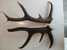 Bois cerf lot d'occasion  Saint-Saulve