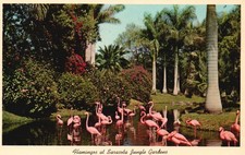 Cartão postal FL Sarasota Jungle Gardens Flamingos publicado 1964 vintage PC M898 comprar usado  Enviando para Brazil