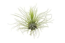 Tillandsia argentea live for sale  DRONFIELD