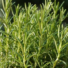 Rosemary seeds heirloom for sale  Hallandale