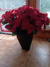 Artificial poinsetta plant for sale  Boones Mill