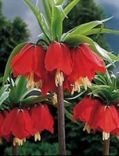 Giant fritillaria rubra for sale  PRESTON