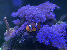 Pulsing xenia soft for sale  BARNSLEY