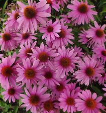 Samen duftende blumen gebraucht kaufen  Calw