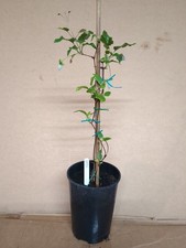 Evergreen winter flowering for sale Evergreen winter flowering for sale  ASHFORD