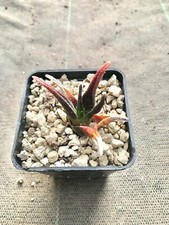 Haworthia sordida plante d'occasion  Sandillon