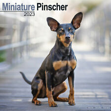 Calendrier 2023 pinscher d'occasion  Troyes