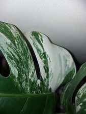 Monstera deliciosa variegata gebraucht kaufen  Osterhofen
