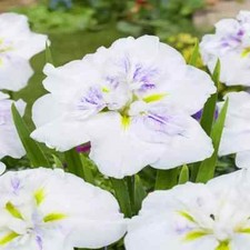 Japanese water iris for sale  SAWBRIDGEWORTH