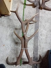 Palchi corna trofei usato  L Aquila