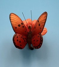 Retired fiery acraea for sale  Fallentimber