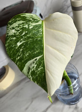 Monstera deliciosa half for sale  TAUNTON