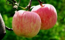 Organic fuji apple for sale  Lawrenceville