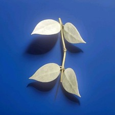 hanging house plants for sale hanging house plants for sale BARROW-IN-FURNESS
