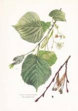 1960 large leaved for sale  BIDEFORD