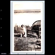 Foto vintage DOG BY CHAIR BENCH comprar usado  Enviando para Brazil